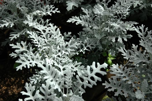 tropical flower that growth well in indonesia