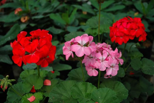 variety of gardenia flower in backyard house terrace