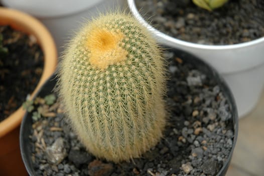 close up view of cactus that growth well in indonesia