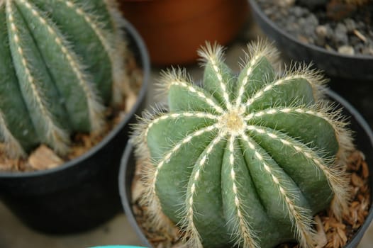 close up view of cactus that growth well in indonesia
