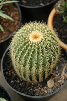 close up view of cactus that growth well in indonesia