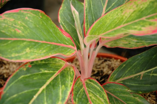 green leaf as background, suitable for garden and flower research
