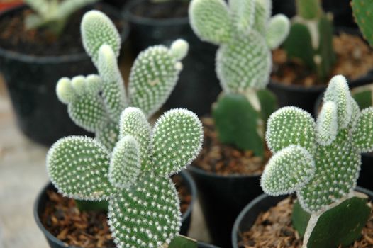 close up view of cactus that growth well in indonesia