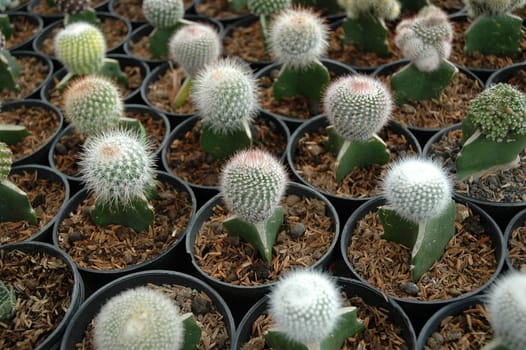 close up view of cactus that growth well in indonesia