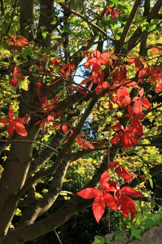 Red coloured autumnal leaves with the branches of a tree set against a soft light green foliage background, with the pale blue sky visible through the foliage.