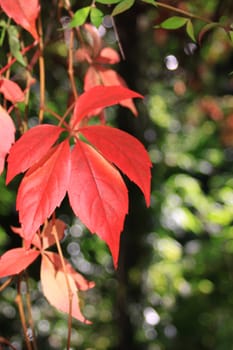 Portrait format image of red autumn leaves set to the left of the image with a soft focus foliage background. Space for copy etc to right of image.
