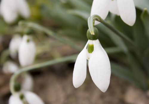 snowdrops