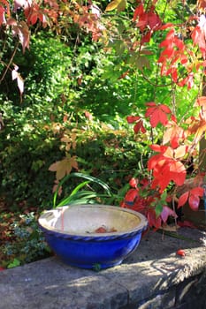 Portrait format image of a blue glazed dish set atop a garden wall with red autumn leaves in the background.