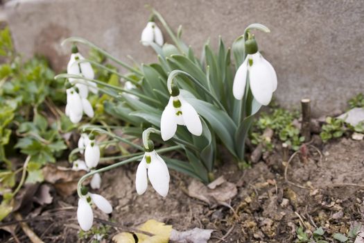 snowdrops