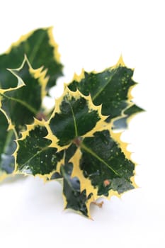 Christmas holly leaves