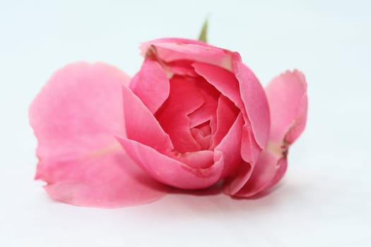 A pink rose, isolated on white