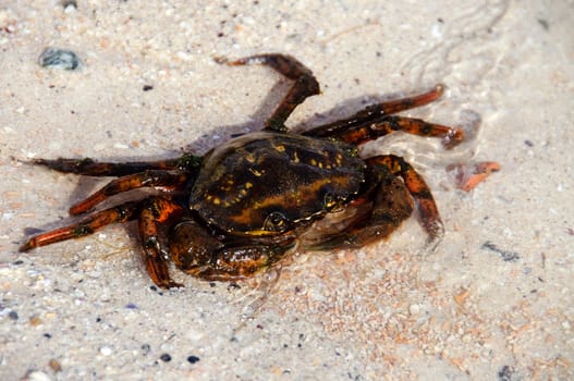 A single crab in the water