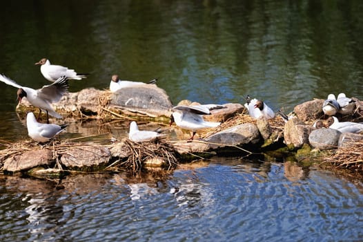 Seagulls build a nests between boulders of the sea