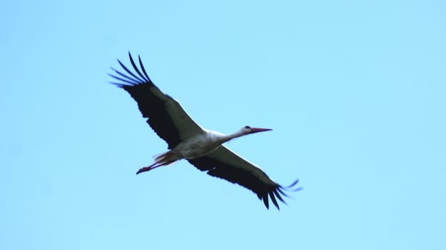 stork flight against the blue sky