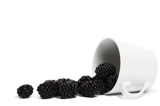 blackberries rolling from a fell over cup on white background