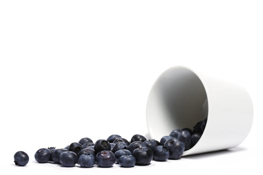 blueberries rolling from a fell over cup on white background