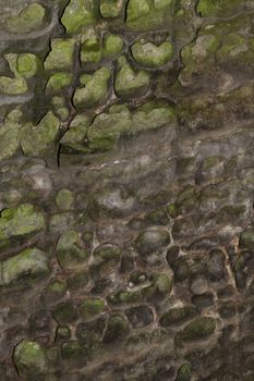 background or texture of abstract wheathered sandstone with some moss