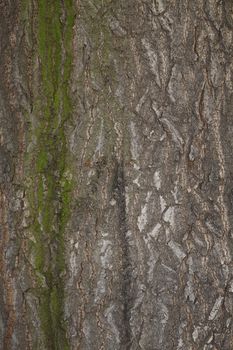 background or texture of a chestnut tree bark with some moss