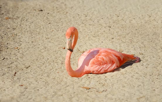 Flamingo is resting on the sand in the sun.