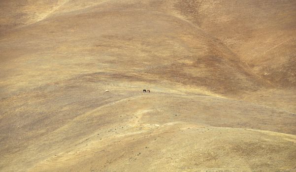 Horses in the distance on a dry hill slope.