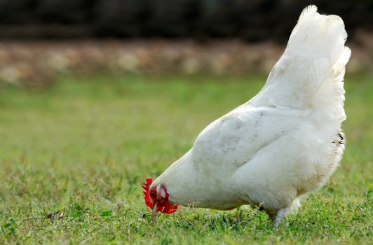 Image shows a white hen searching for food on an open country field