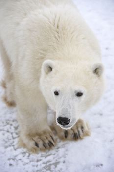 Polar bear. A portrait of a polar bear. Largely.