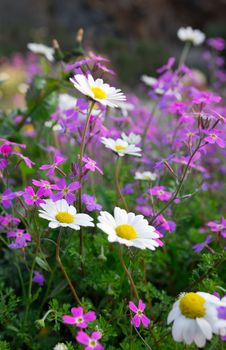 Close-up picture of a spring countryside flower field