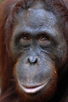 Orangutan Ben. A portrait of the young orangutan on a nickname Ben. Close up at a short distance