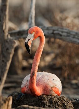 Portrait of the Caribbean flamingo. A portrait of the Caribbean flamingo on a nest. Close up