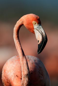 Portrait of the Caribbean flamingo. A portrait of the Caribbean flamingo on a nest. Close up