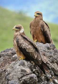 Black Kite (Milvus migrans.) Two Black kites sit on a stone, a green grass.