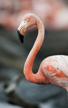 Portrait of the Caribbean flamingo. A portrait of the Caribbean flamingo on a nest. Close up