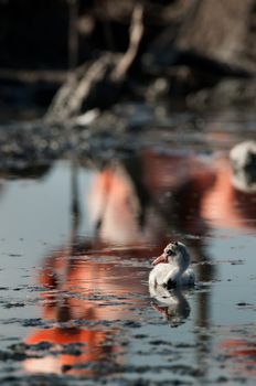 Baby bird of the Caribbean flamingo. A warm and fuzzy baby bird of the Caribbean flamingo at nests.