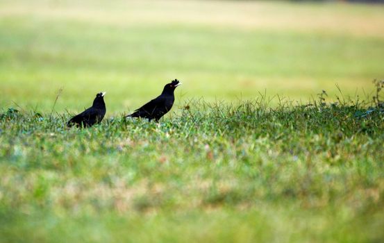 Two eight song birds stop on the grass
