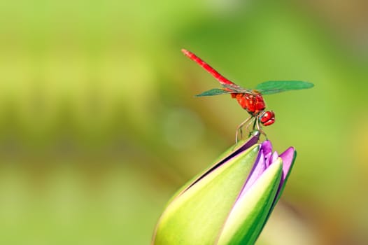 red dragonfly stop on the lotus flower