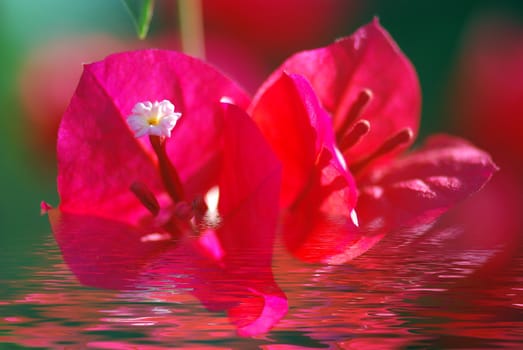 Red Bougainvillea and his reflection in water