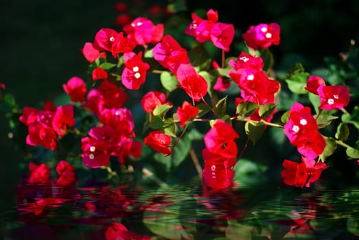 Red Bougainvillea and his reflection in water