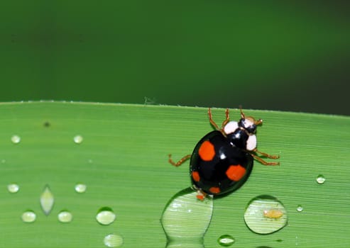 Ladybug stop on the green banana leaf