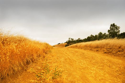 Rural road with dry grass on the sides dissappearing into the stormy sky.