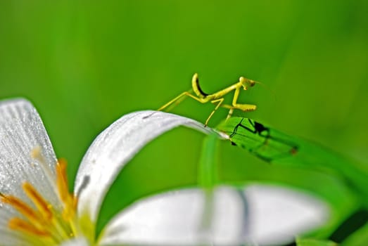 Praying  Mantis  stop on the leek orchid