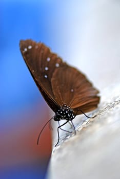 brown butterfly isolated on a color background