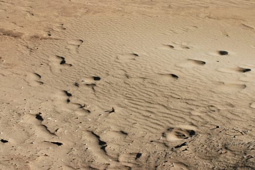 A sandy, windswept beach with footprints