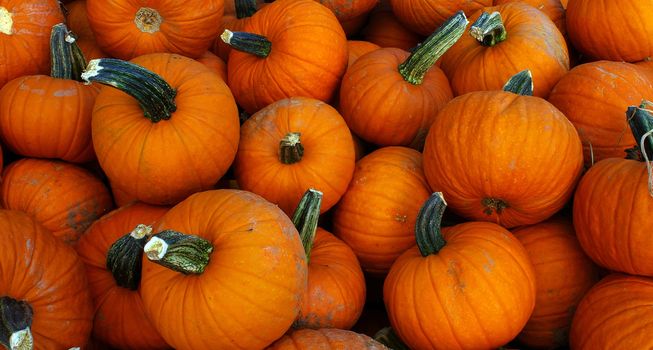 Natural organic local pumpkins, freshly picked