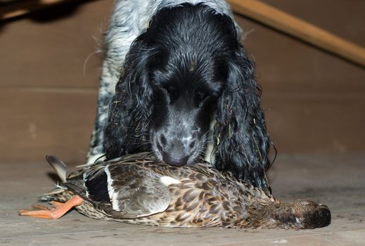 Russian hunting spaniel noses a duck.