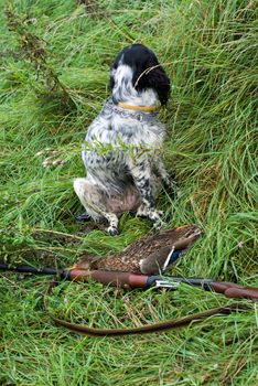 Russian hunting Spaniel gun and a duck.