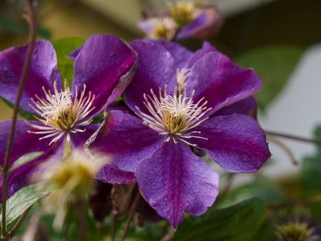 Beautiful pink purple blooming clematis flowers in closeup flora background