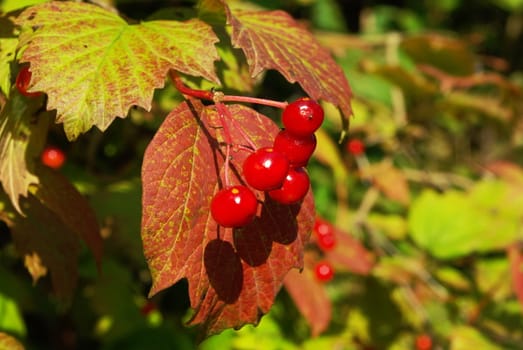 Autumn viburnum berries on the bush in sun light