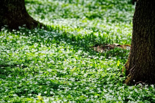 Carpet of spring white flowers among the trees