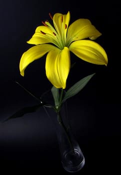 Nice flower in front of black background
