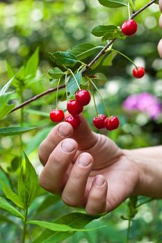 We see sweet cherry on tree and also woman hand